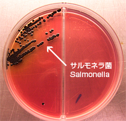 サルモネラ菌 Salmonella 